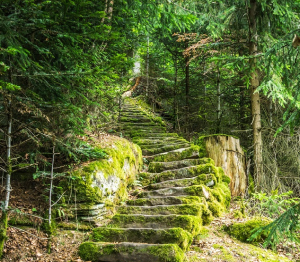 Stufen im Wald